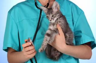 Urolithiasis sa mga pusa