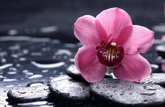 Comment arroser une orchidée