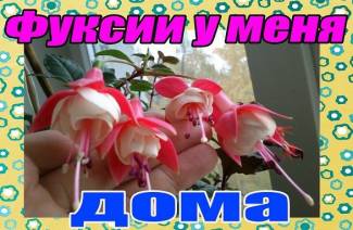 Fuksia - kasvaa ja hoitaa kotona