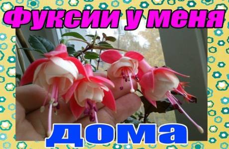 Fuchsia - wächst und kümmert sich zu Hause