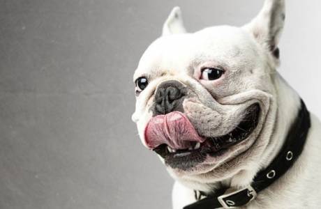 Pulga do cão e colar carrapato