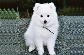 Spitz japonês