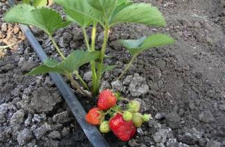 Comment arroser les fraises