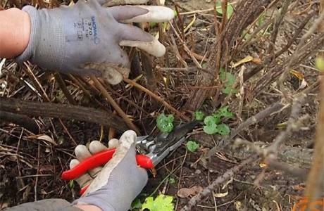 Cómo podar grosellas en otoño