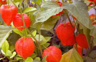 Qu'est ce que le physalis?