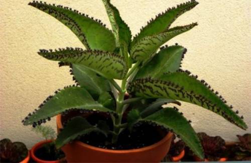 Kalanchoe Degremona