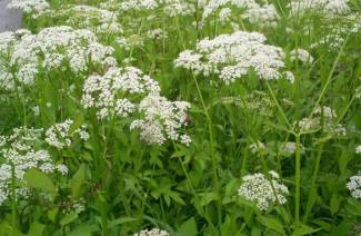 Hemlock proprietà medicinali e controindicazioni