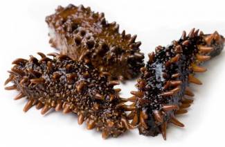 Trepang ant medaus