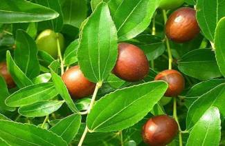 Unabi date chinoise