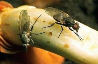 Wie man mit Onion Fly umgeht