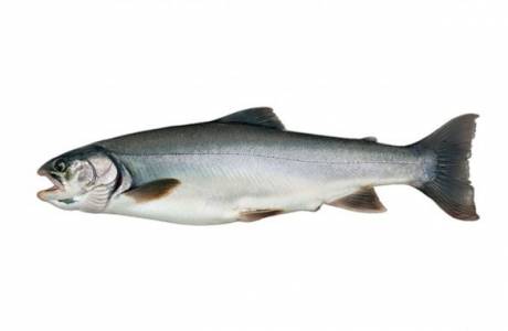 Was für ein Fisch ist Saibling?