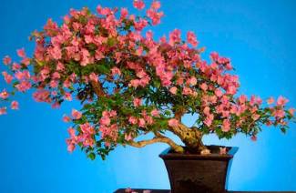 bougainvillaea