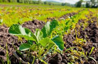Agriculture biologique