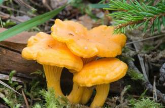 chanterelles المجففة ضد الطفيليات