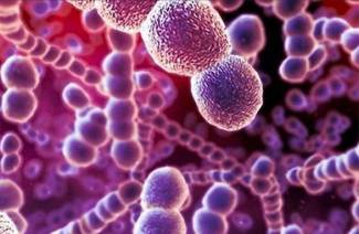 Infecção estreptocócica