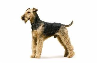 Airedale terjeras