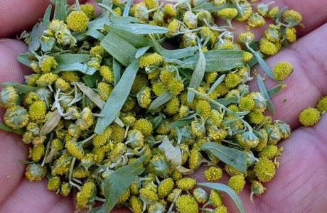 Semilla de citron