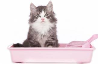 Cistitis en gatos