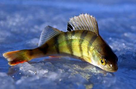 Tênia em peixes