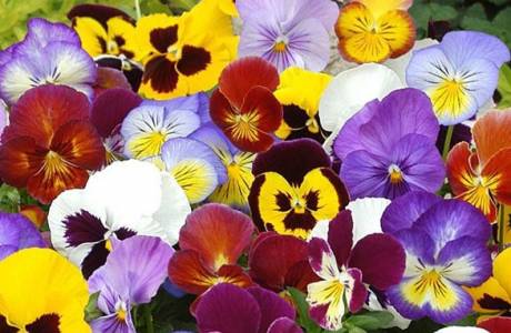 viole del pensiero