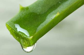 Aloe ampulėse