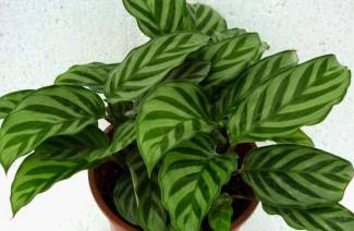 Calathea