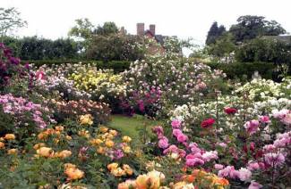 Roses - Plantation et entretien en pleine terre