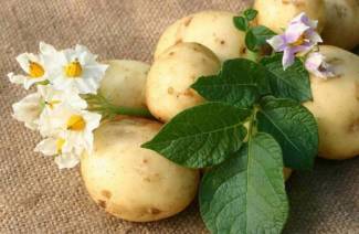 Engrais pour les pommes de terre