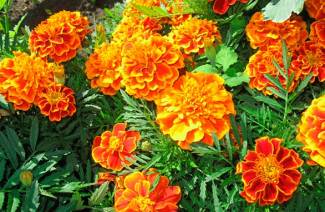 Marigold - siementen viljely