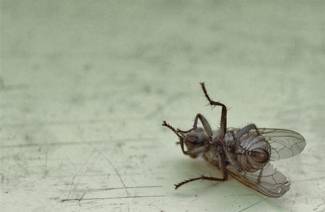 Comment se débarrasser des mouches dans une maison de campagne