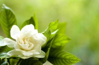 Gardenia jasmine - kotihoito