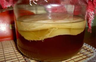 Kaip „Kombucha“ užauginti nuo nulio