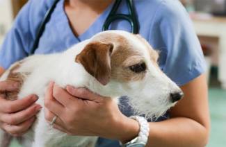 Sintomas da doença de Lyme em cães