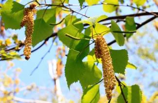 Tar xử lý bên trong