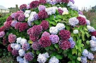 Suuri lehtihortensia