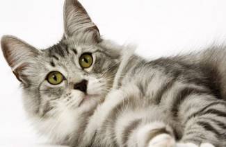 Lifespan ng pusa