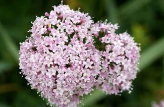 Tincture của Valerian