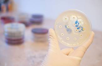 O que é staphylococcus