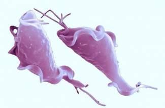 ما هو Trichomonas