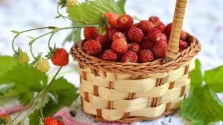 Comment congeler les fraises pour l'hiver