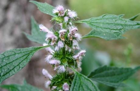 Tintura di Motherwort