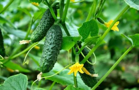 Remuntar cogombres en hivernacle