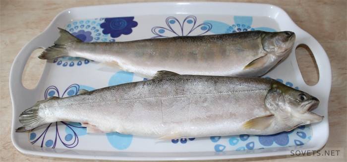 Roter Fisch