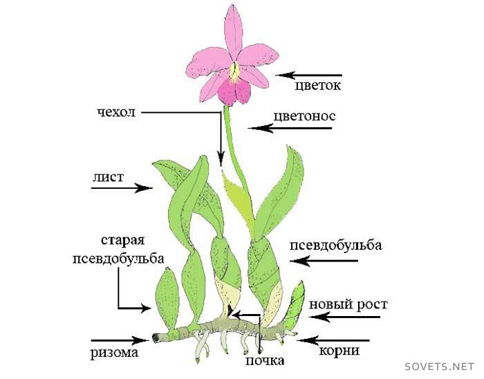 Paano i-transplant ang isang orchid - isang diagram ng halaman