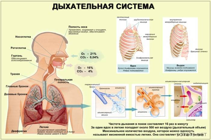 sistema de respiración de gimnasia