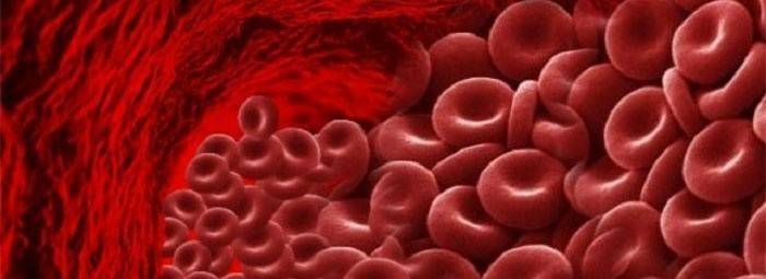 Hemoglobina we krwi pod mikroskopem