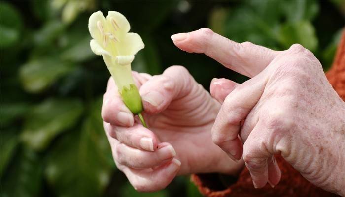 Planta de Belladonna