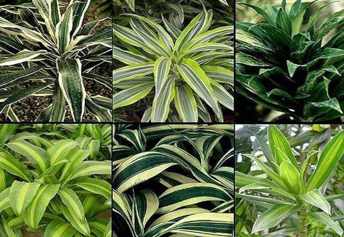 Lajikkeet dracaena