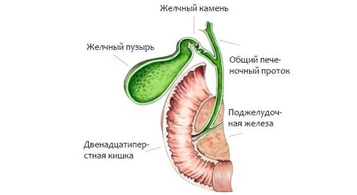 Cấu trúc túi mật