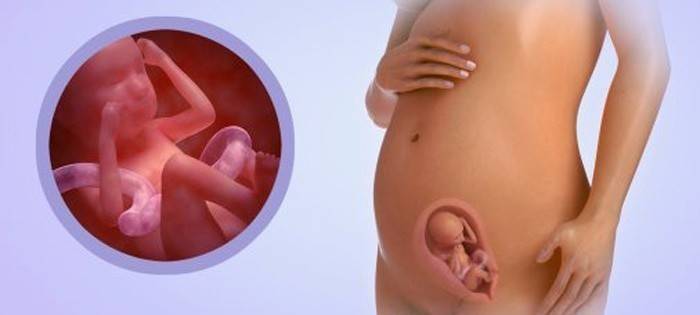 Bambino a 20 settimane di gestazione